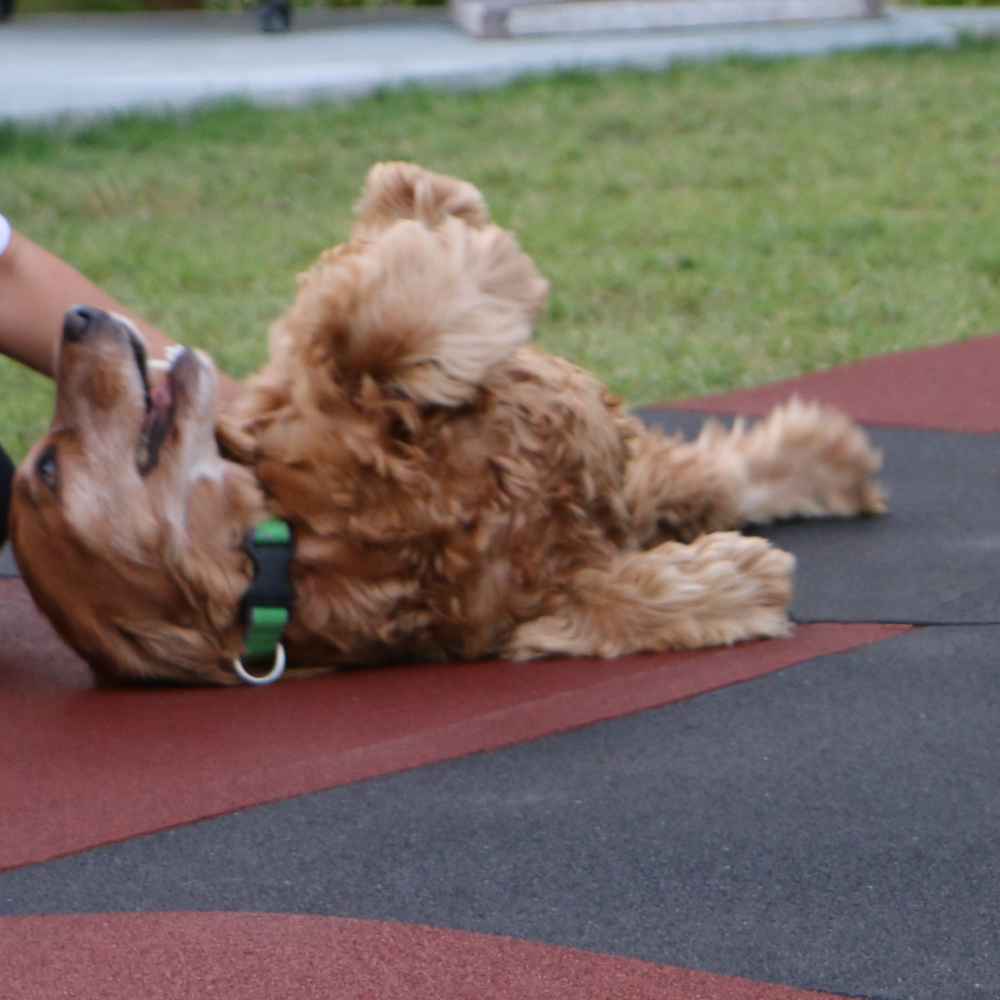 Animal Flooring