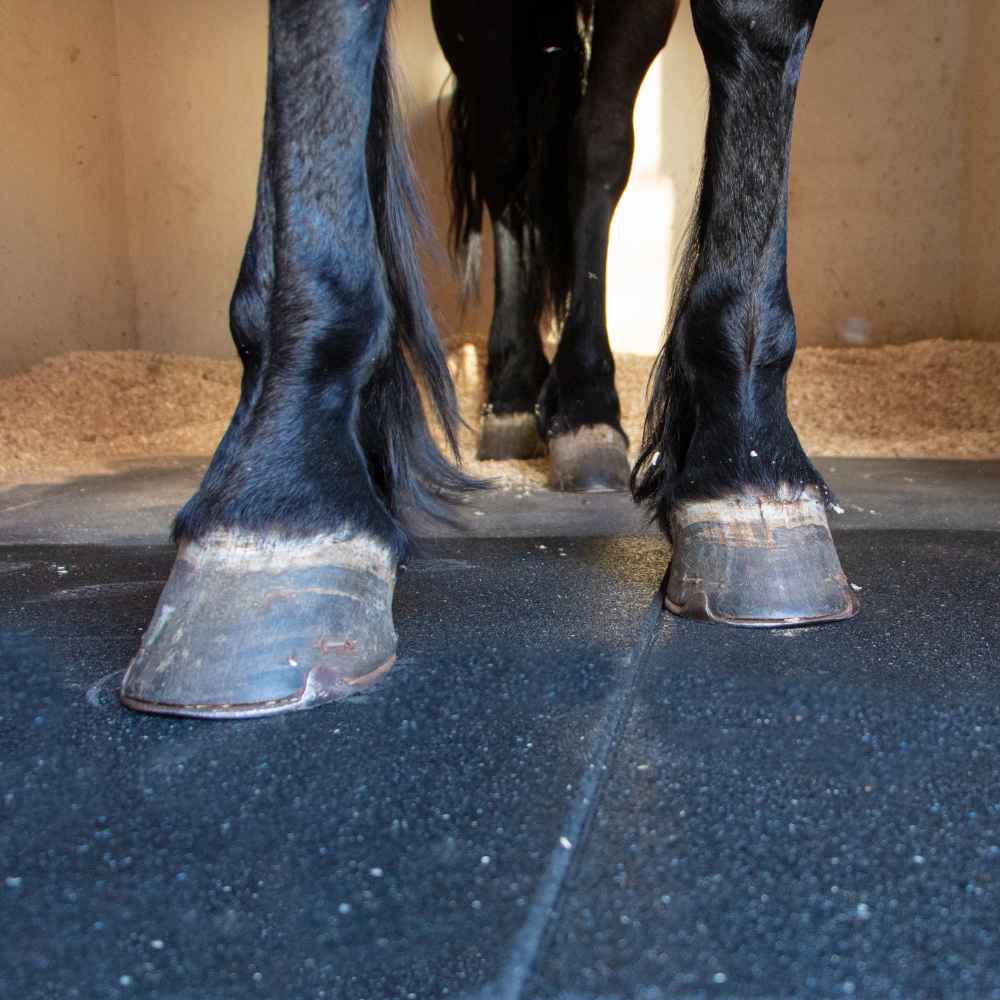 Animal Flooring