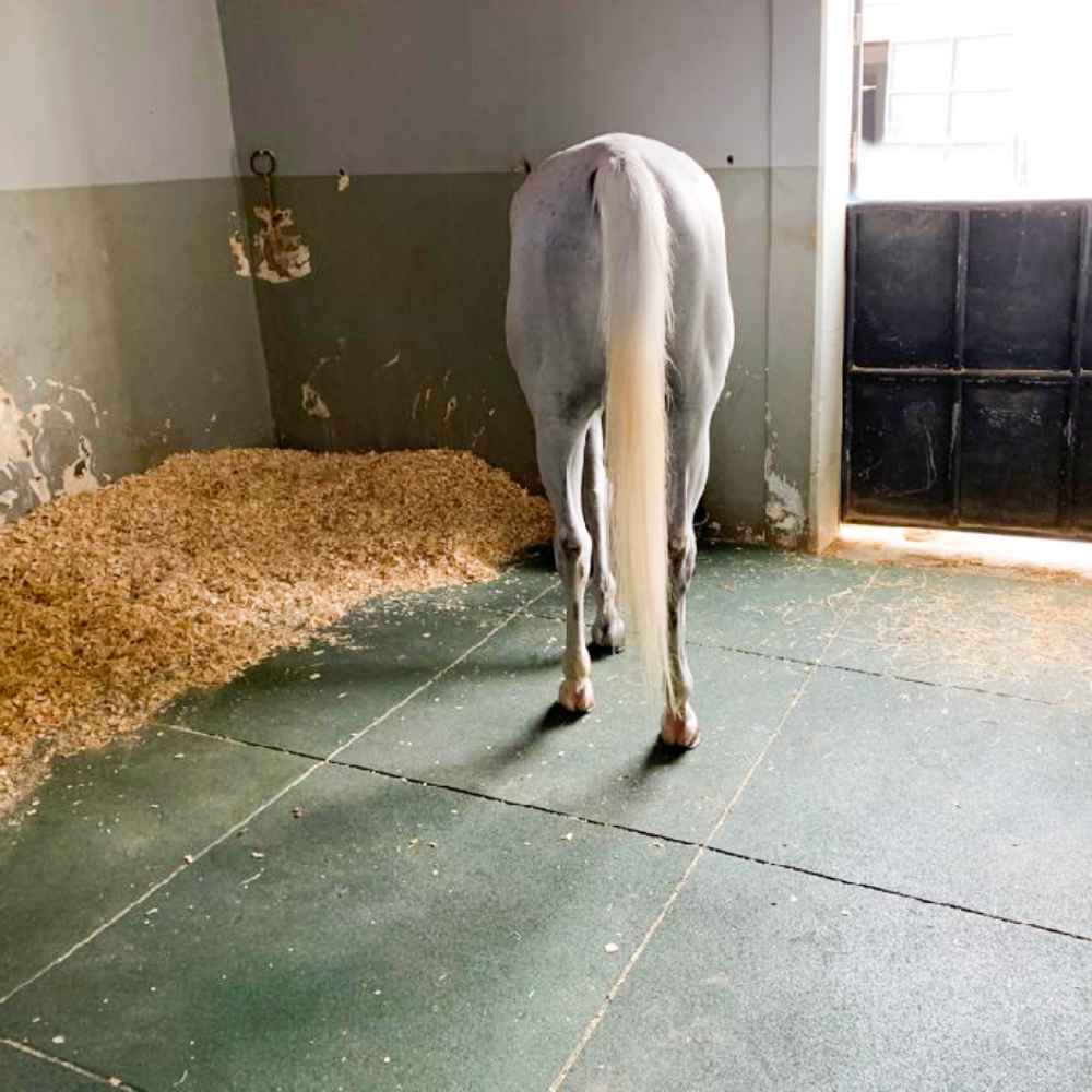 Animal Flooring